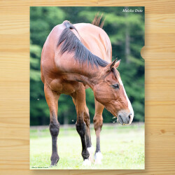 引退馬協会 クリアファイル 新 メイショウドトウ